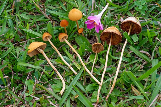 Roststieliges Samthäubchen, Conocybe tenera
