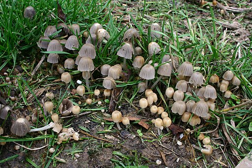 Gesäter Tintling, Coprinellus disseminatus