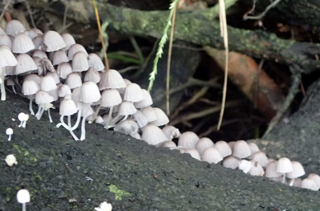 Gesäter Tintling, Coprinellus disseminatus