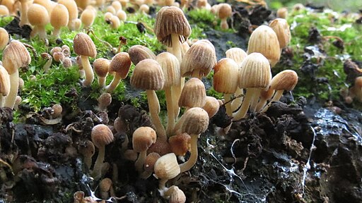 Gesäter Tintling, Coprinellus disseminatus