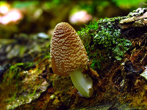 Haus-Tintling, Coprinellus domesticus