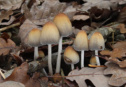 Gemeiner Glimmertintling, Coprinellus micaceus