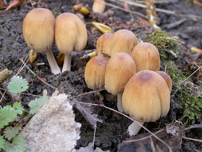 Gemeiner Glimmertintling, Coprinellus micaceus