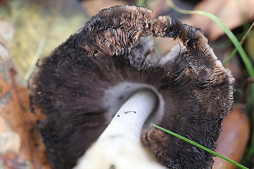 Falten-Tintling, Coprinopsis atramentaria