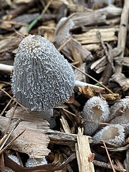 Hasenpfote (Pilz), Coprinopsis lagopus