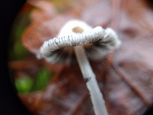 Schneeweißer Mist-Tintling, Coprinopsis nivea