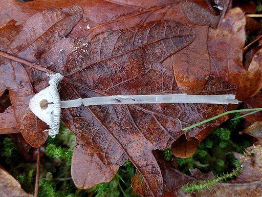Schneeweißer Mist-Tintling, Coprinopsis nivea