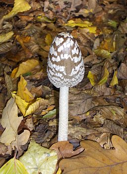 Specht-Tintling, Coprinopsis picacea