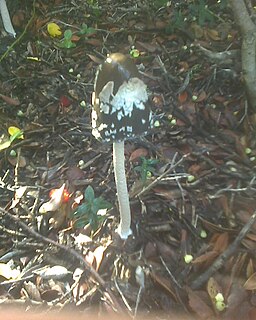 Specht-Tintling, Coprinopsis picacea