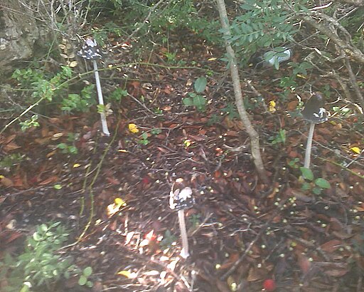 Specht-Tintling, Coprinopsis picacea