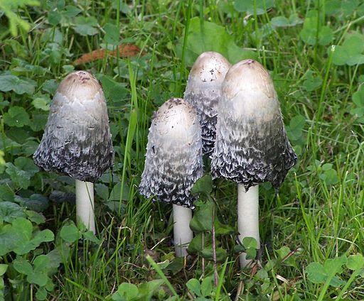 Schopf-Tintling, Coprinus comatus