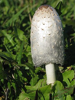 Schopf-Tintling, Coprinus comatus