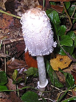 Schopf-Tintling, Coprinus comatus