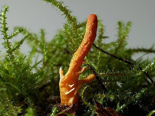 Puppen-Kernkeule, Cordyceps militaris