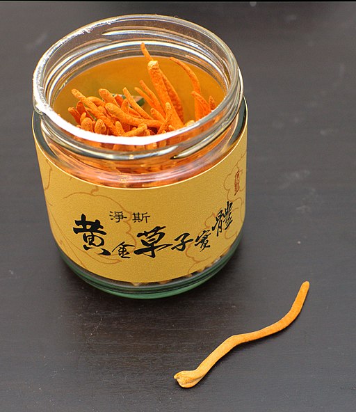 Puppen-Kernkeule, Cordyceps militaris