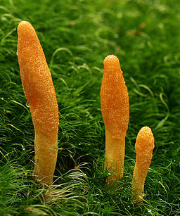 Puppen-Kernkeule, Cordyceps militaris