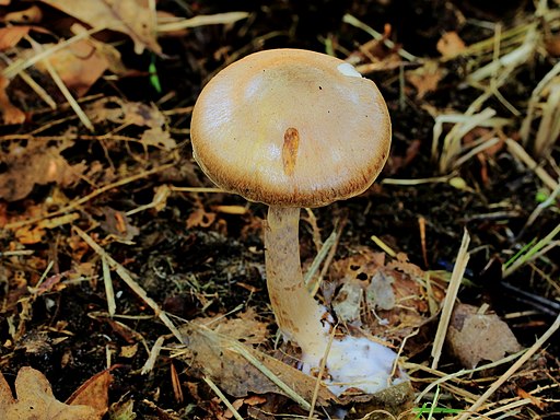 Braunvioletter Dickfuß, Cortinarius anomalus