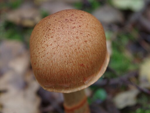 Geschmückter Gürtelfuß, Cortinarius armillatus