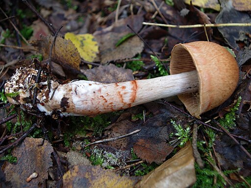 Geschmückter Gürtelfuß, Cortinarius armillatus