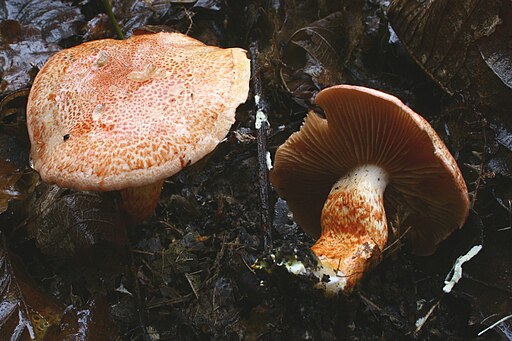 Rotschuppiger Raukopf, Cortinarius bolaris