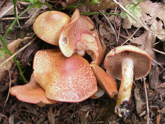 Rotschuppiger Raukopf, Cortinarius bolaris
