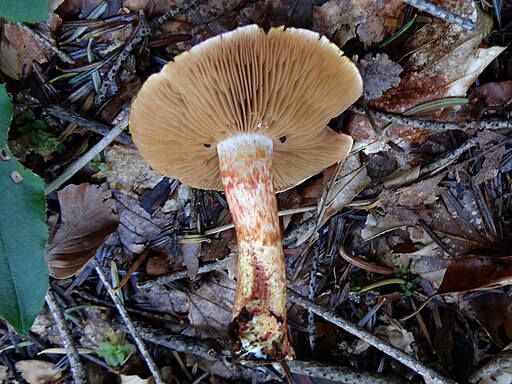 Rotschuppiger Raukopf, Cortinarius bolaris