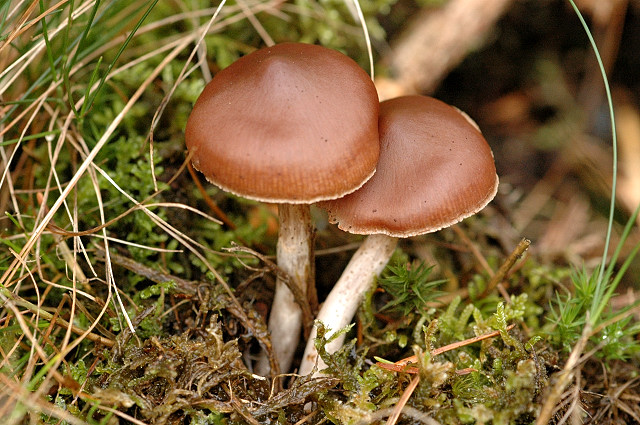 Dunkelbrauner Gürtelfuß, Cortinarius brunneus