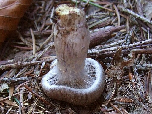 Dunkelbrauner Gürtelfuß, Cortinarius brunneus