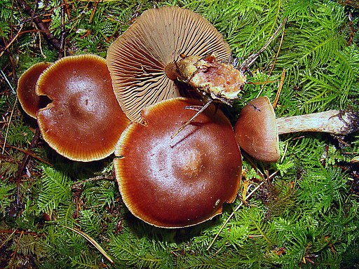 Dunkelbrauner Gürtelfuß, Cortinarius brunneus