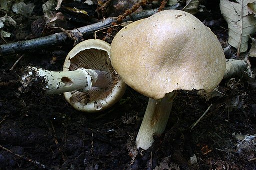 Reifpilz, Cortinarius caperatus