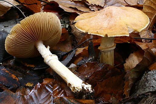Reifpilz, Cortinarius caperatus