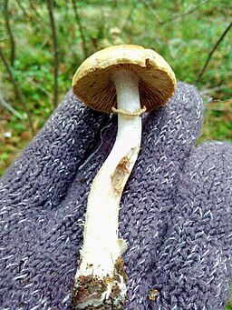 Reifpilz, Cortinarius caperatus