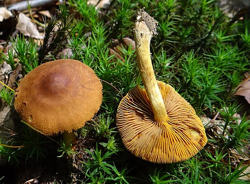 Gelbblättriger Zimt-Hautkopf, Cortinarius cinnamomeoluteus