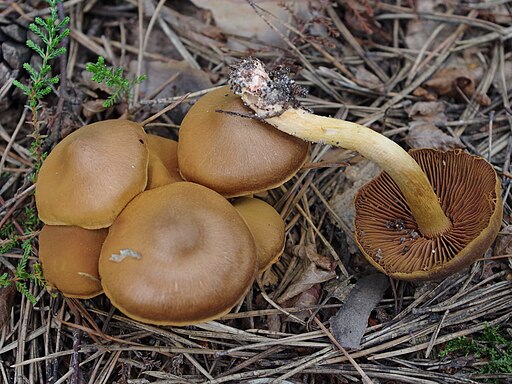 Zimtbrauner Hautkopf, Cortinarius cinnamomeus