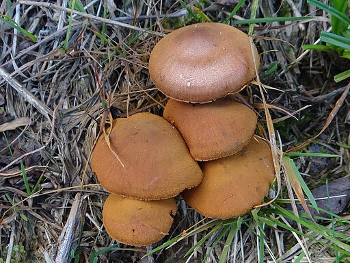 Zimtbrauner Hautkopf, Cortinarius cinnamomeus