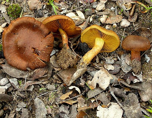 Safranblättriger Hautkopf
