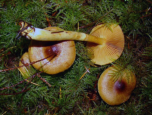 Safranblättriger Hautkopf, Cortinarius croceus