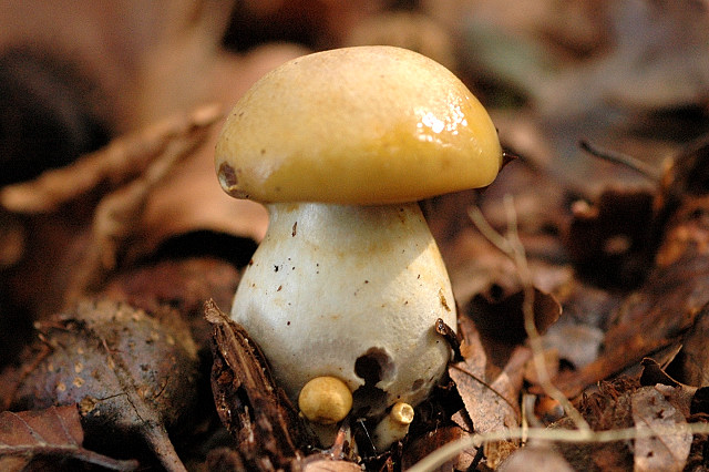 Blaublättriger Schleimfuß, Cortinarius delibutus
