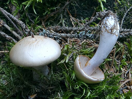 Blaublättriger Schleimfuß, Cortinarius delibutus