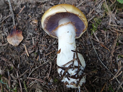 Blaublättriger Schleimfuß, Cortinarius delibutus