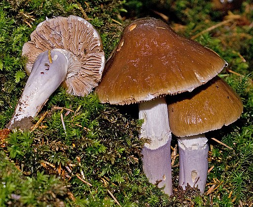 Langstieliger Schleimfuß