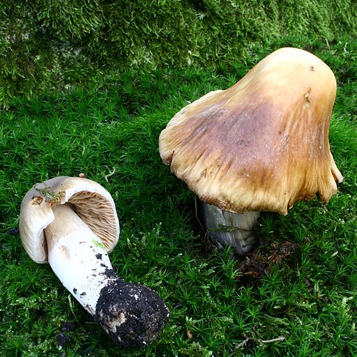 Langstieliger Schleimfuß, Cortinarius elatior