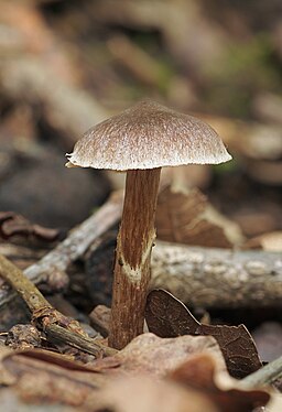Duftender Gürtelfuß