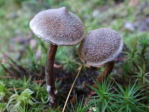 Duftender Gürtelfuß, Cortinarius flexipes