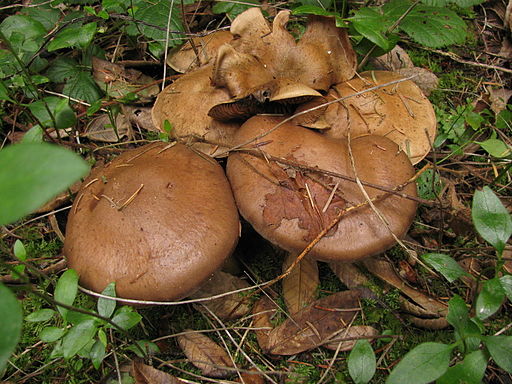 Olivbrauner Schleimkopf, Cortinarius infractus
