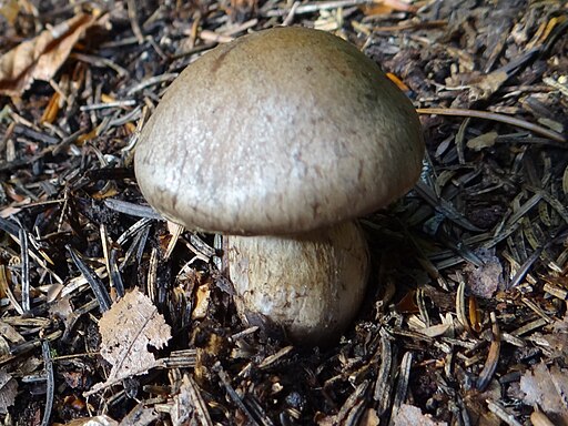 Olivbrauner Schleimkopf, Cortinarius infractus