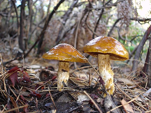 Heide-Schleimfuß, Cortinarius mucosus
