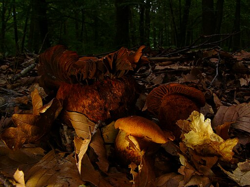 Orangefuchsiger Raukopf, Cortinarius orellanus