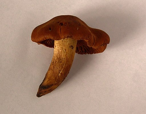 Orangefuchsiger Raukopf, Cortinarius orellanus