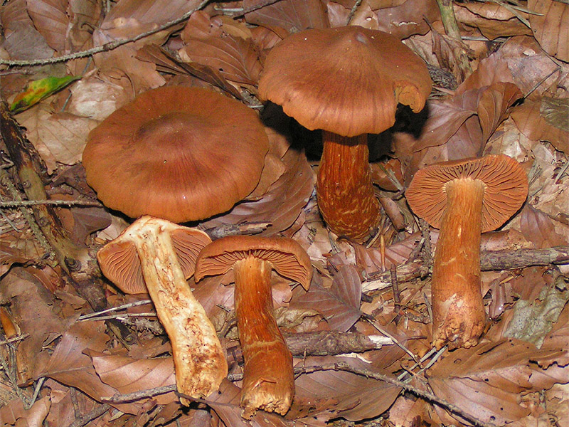 Spitzgebuckelter Raukopf, Cortinarius rubellus